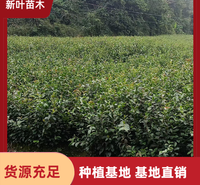 高产嫁接油茶苗 油茶实生苗 高产油茶苗 油茶苗种植技术 