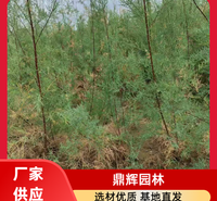 红柳苗 红柳苗供应 公路边坡固土红柳 红柳苗批发 价格