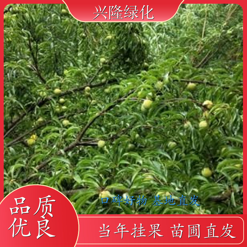 四月李苗移植苗 根系发达 果园种植庭院观景树 农户种植基地批发 多少钱