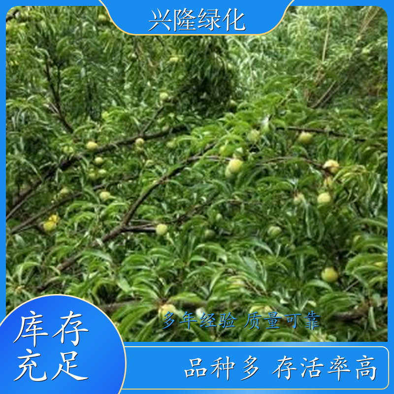 批发供应四月李苗 四季常青规格品种齐全 种植基地供应批发 规格多 定制