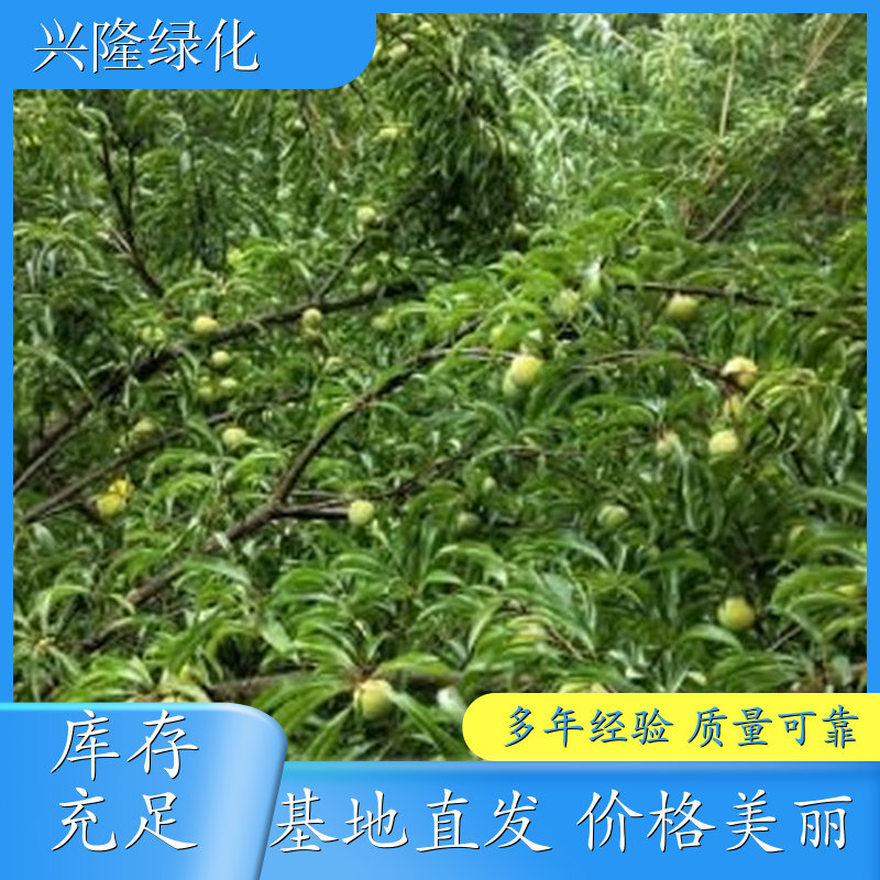 批发四月李苗 品种丰富规格多样 种植基地供应批发 规格多 多少钱
