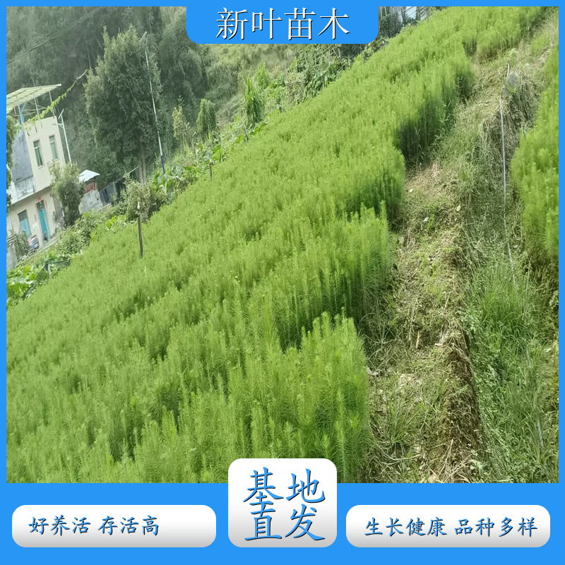 速生马尾松苗 抗逆性马尾松苗 马尾松苗批量 / 零售 马尾松苗图片及生长周期