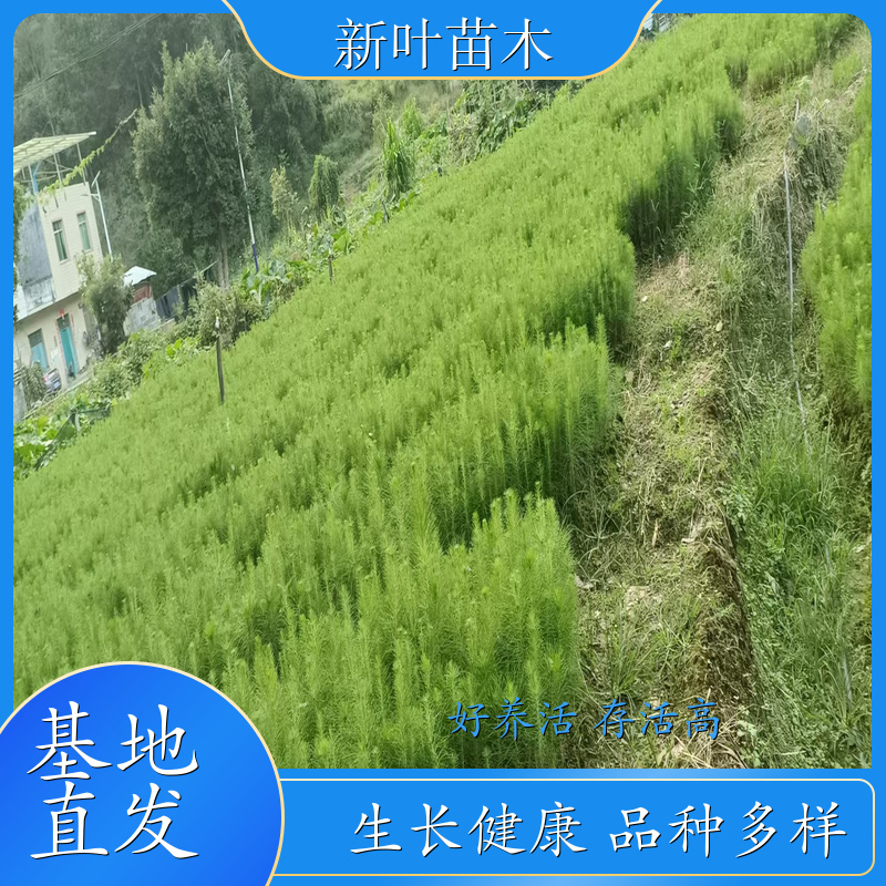 优质马尾松种苗 抗逆性马尾松苗 马尾松苗批量 / 零售 马尾松苗种植效益分析