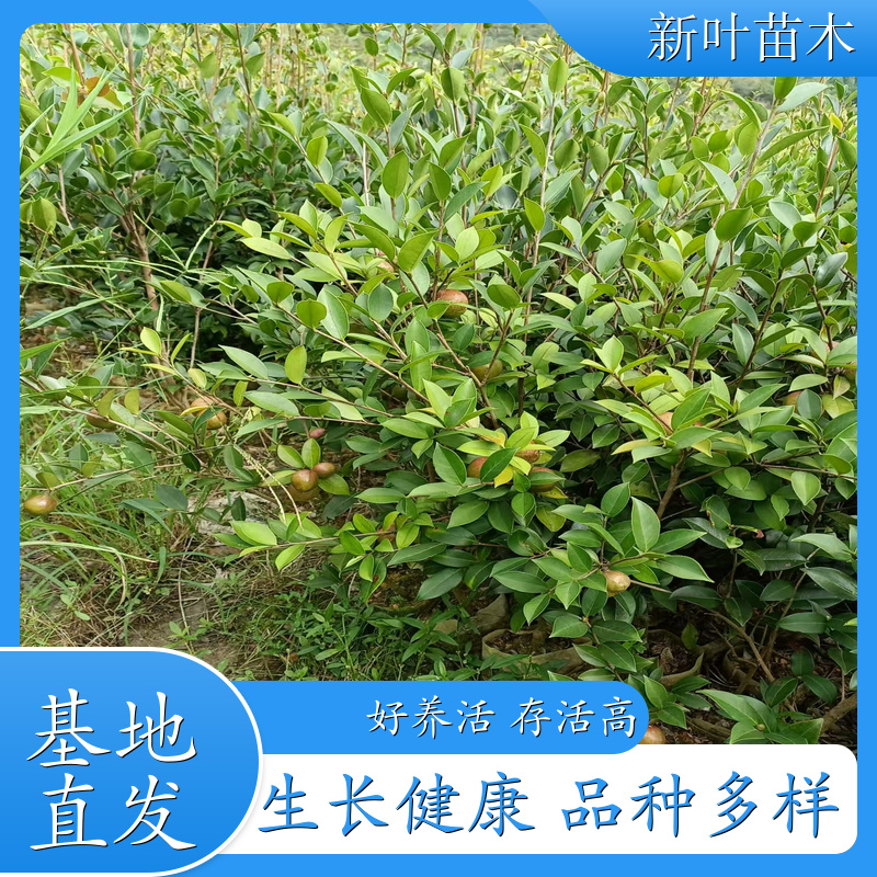 良种岑软 3 号油茶苗 国家审定岑软 3 号油茶 高产嫁接油茶苗 苗木基地供应