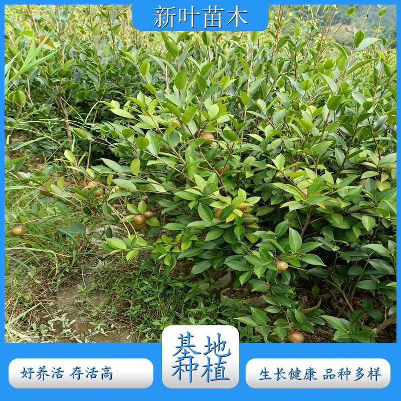 岑软 3 号油茶嫁接苗 国家审定岑软 3 号油茶 嫁接油茶苗 货源充足