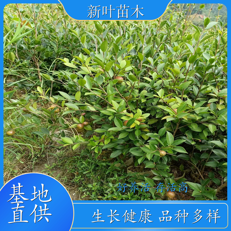 良种岑软 3 号油茶苗 岑软 3 号无性系嫁接苗 油茶苗营养杯苗 苗木基地供应