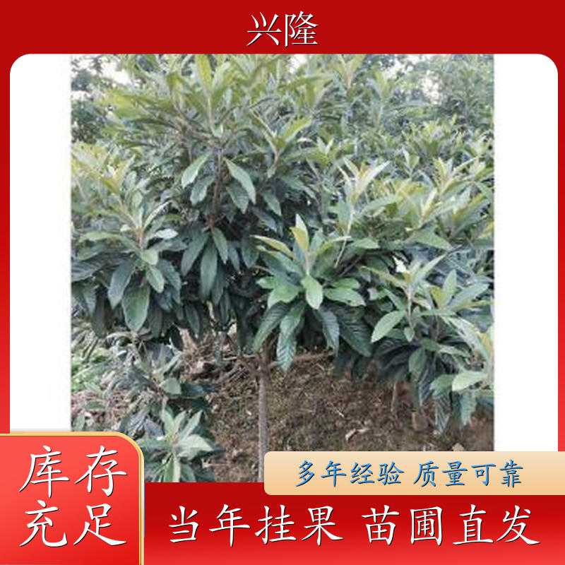 批发供应枇杷苗 水果枇杷苗 规格齐全 成活率高 基地品质