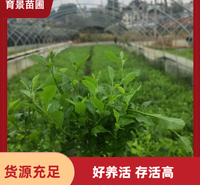 蓝雪花基地批发 基地盆栽种植供应 规格齐全 