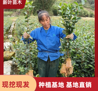 高产嫁接油茶苗 油茶容器苗 苗木基地供应 油茶苗批发基地 