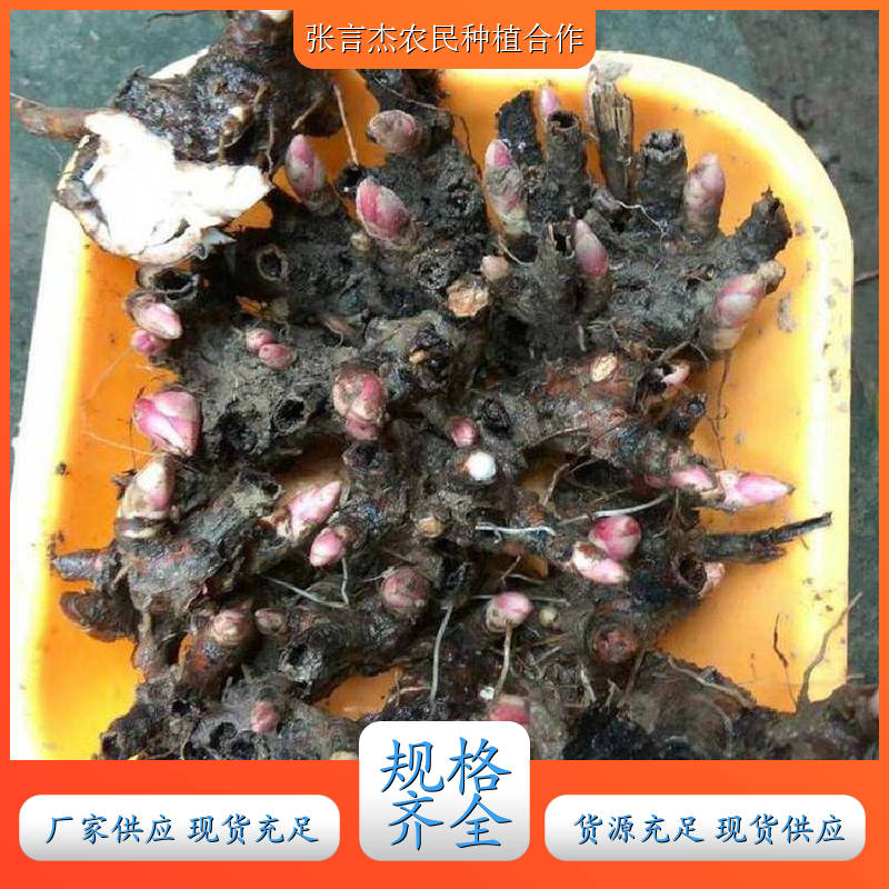正宗白芍芽供应 白芍芽的栽培方法 中药材种植源头产地 白芍芽头批发基地