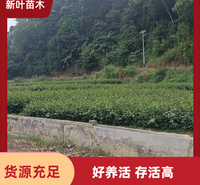 油茶苗 油茶嫁接苗 苗木基地供应 油茶苗批发基地 