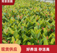 地被草花龙船花 盆栽地栽种植 喜温暖凉爽气候 大量供应 