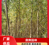 胡杨苗木 耐盐碱胡杨苗木 河道边坡防护胡杨 胡杨基地 厂商