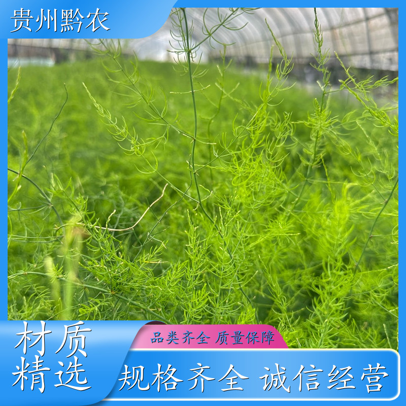 黔农 云南 天冬苗 基地大量种植 品质优价格优 多少钱