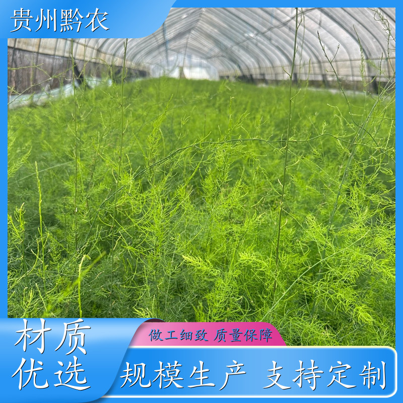 黔农 广西 天门冬苗 种苗培养基地 高产天冬 现卖现挖 厂商