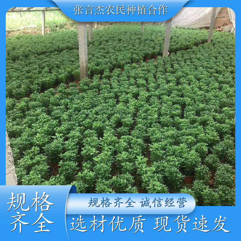 菊花苗 菊花苗的栽培方法 菊花苗的种植技术