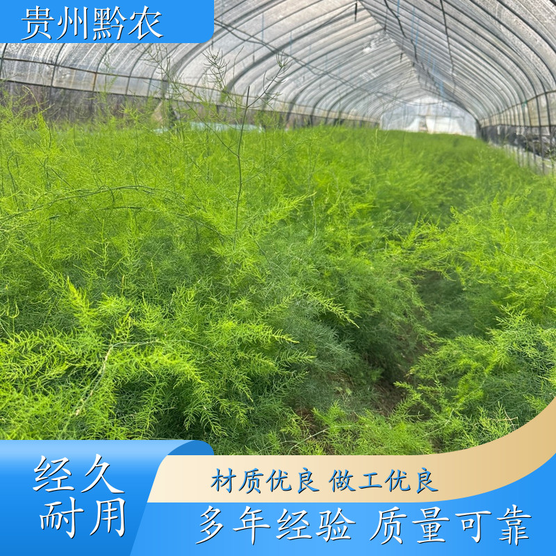 黔农 广西 天冬 种苗培养基地 天冬种苗 厂商