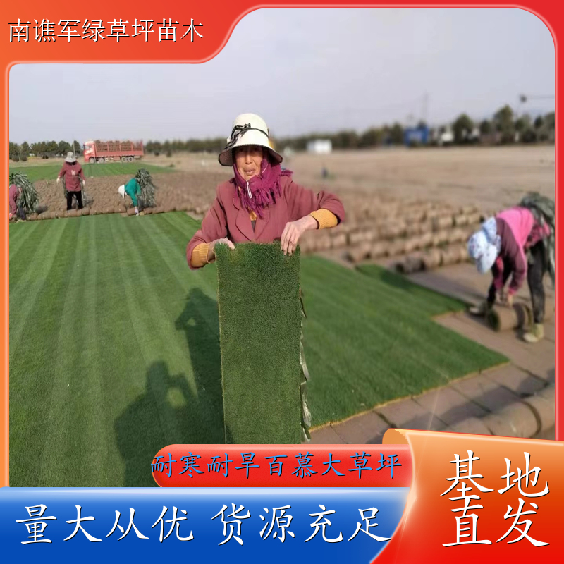 百慕大草坪基地 庭院花园草坪 庭院景观布置 城市绿化