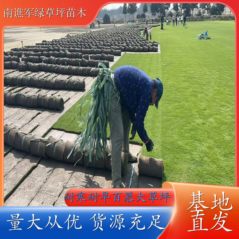 百慕大草坪基地 绿化护坡草皮 地被草 绿化养护工程 根系发达
