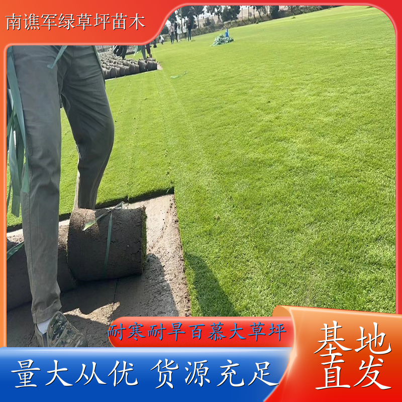 百慕大绿化草坪 运动场草皮 运动场所铺地 美化环境