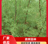 红柳苗苗木 红柳苗供应 盐碱地绿化红柳 红柳苗厂家 生产厂家