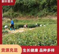 嫁接油茶苗 油茶实生苗 出油率高一年生嫁接油茶 油茶苗种植技术 