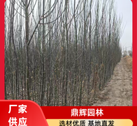 新疆杨树苗 抗风新疆杨 新疆地区绿化苗木 耐寒耐旱 抗风沙 