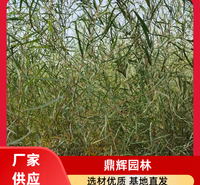 胡杨 耐盐碱胡杨苗木 胡杨批发 多少钱