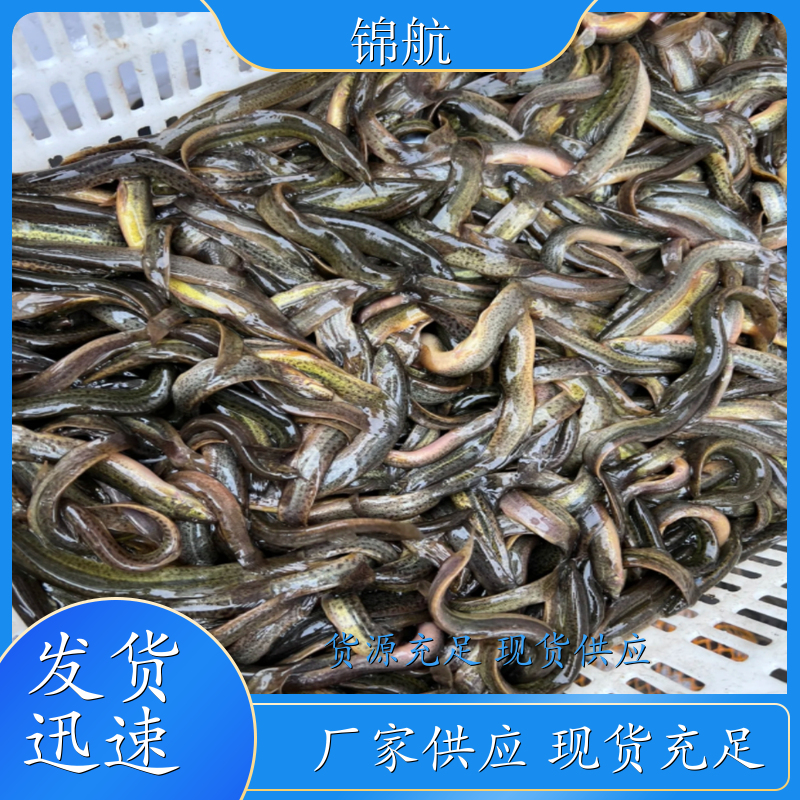 泥鳅 网箱养殖泥鳅 泥鳅苗出售