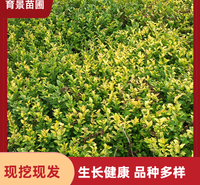 兰雪花产地直供 室内可观赏 四季常绿 规格齐全 