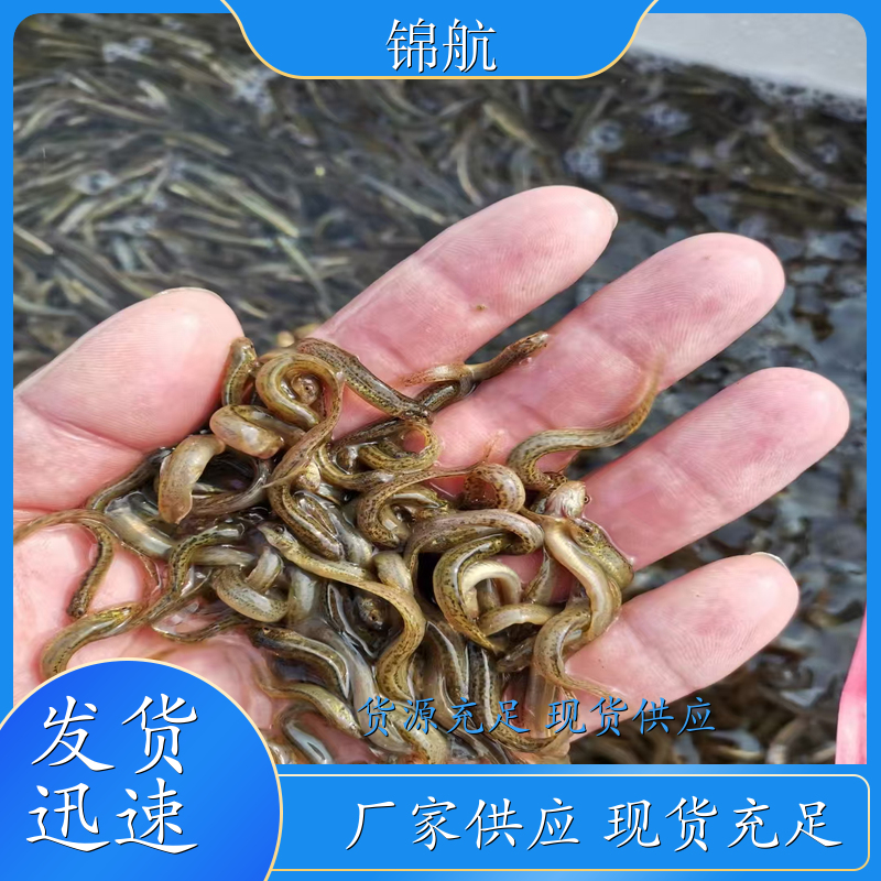 唐山 活泥鳅鱼 室内养殖泥鳅 刀鳅鱼苗