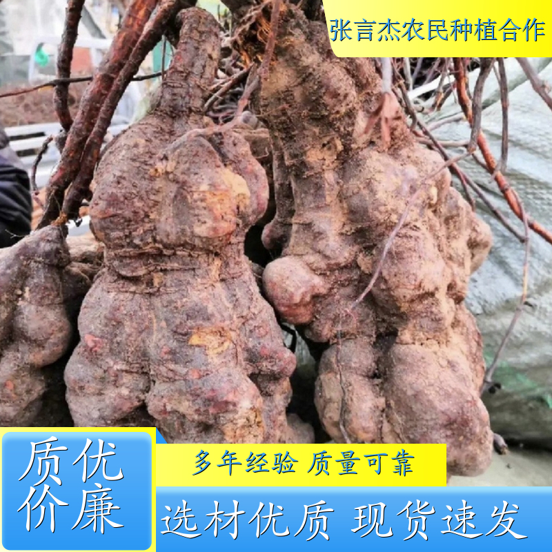 何首乌种苗 何首乌种苗种植基地 何首乌种苗批发 产地供应 品质优选