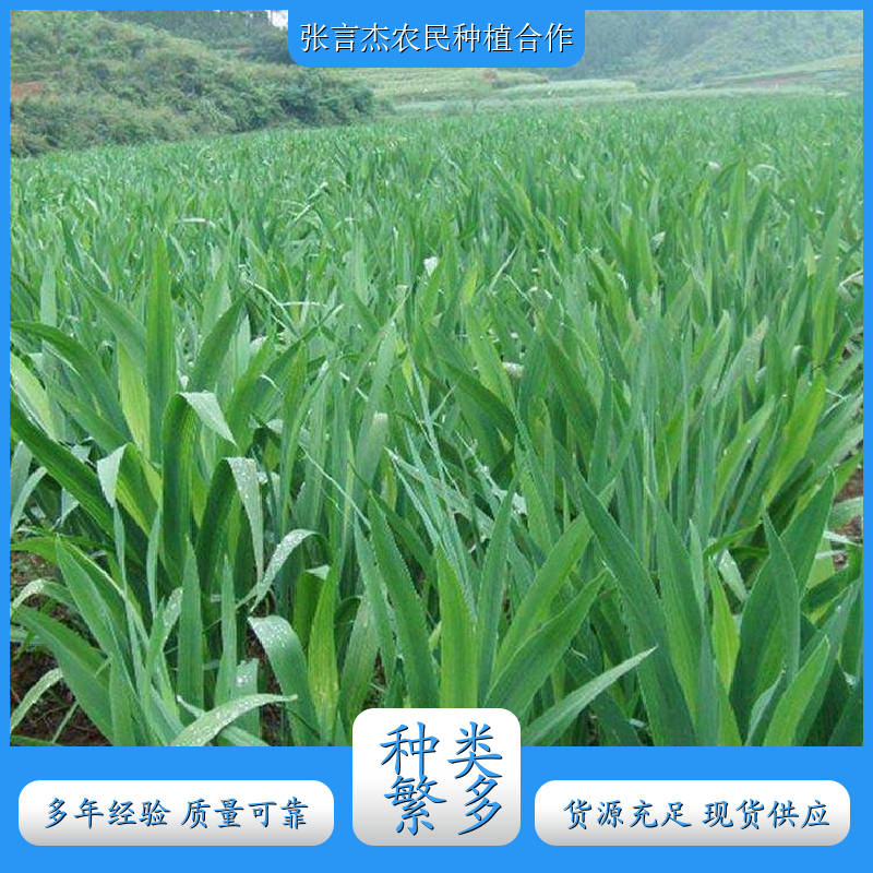 射干苗 射干苗种植基地 射干苗的种植技术 产地供应 品质优选