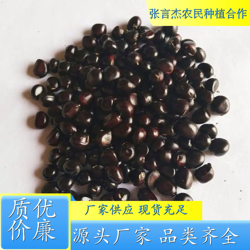 牡丹种子 牡丹种子批发 成活率高好品质 牡丹种子发芽率怎么样