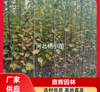 河北杨苗木 耐旱河北杨 河道护坡固土河北杨 河北杨基地 价格