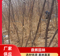 大果沙枣苗 专业培育沙枣苗 抗风固沙固土 