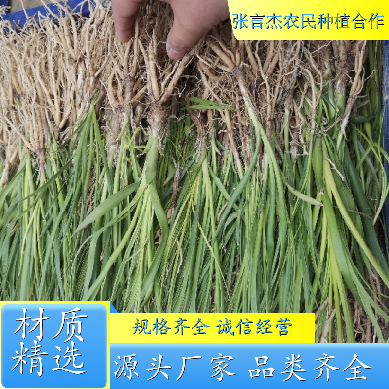 知母苗种植基地 批发知母苗 各种规格 成活率高