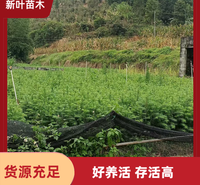 杉木树苗 景观设计杉木苗 人工造林杉木苗 杉木苗批发基地 