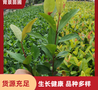 龙船花 市政路边工程苗 绿化工程苗 大量供应 