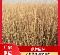 防风梭梭苗 庭院盆栽地栽树苗 适应性强 生长迅速 