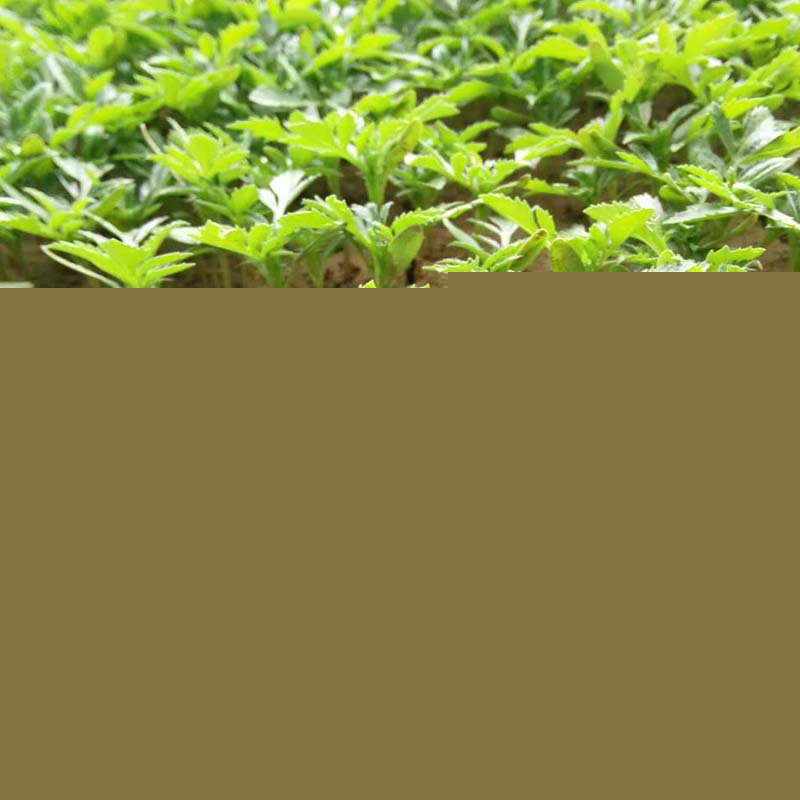 基地直销孔雀草花苗 青州花卉批发孔雀草盆栽苗 孔雀草苗