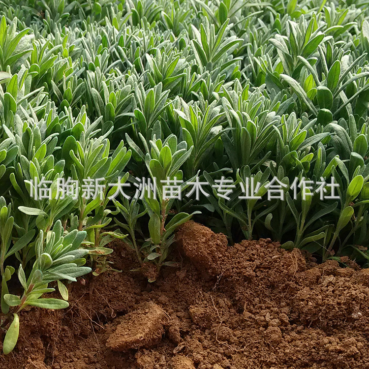 薰衣草（法国蓝窄叶）薰衣草小苗 裸根苗 成品苗 薰衣草培育基地