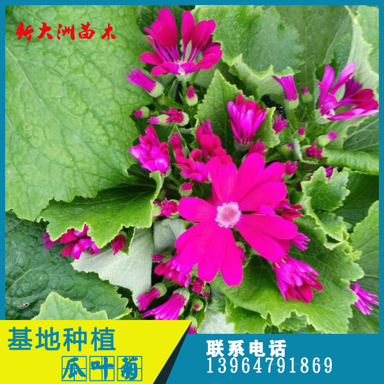 瓜叶菊种植基地 冬季租摆花卉瓜叶菊 瓜叶菊价格