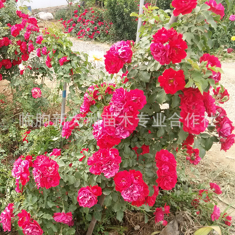 批发蔷薇小苗 规格齐全 爬墙梅 多花蔷薇花苗  园林植物蔷薇