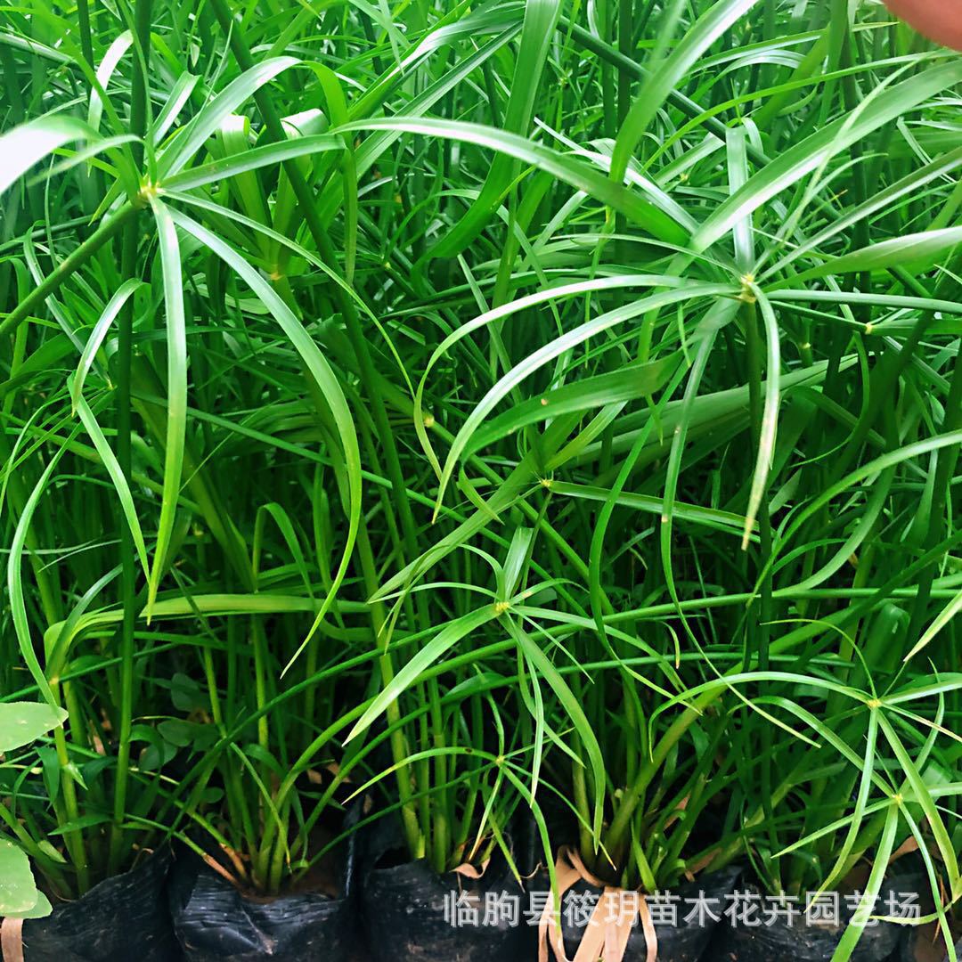 批发现货出售水生花卉、水竹、旱伞竹、 旱伞草/风车草