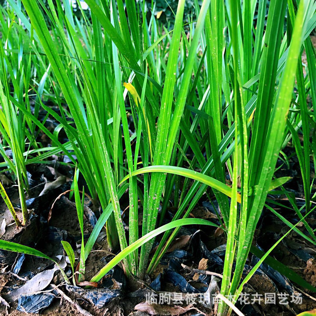基地直销优质水生植物香蒲 净化水体 花卉荷塘绿化苗木