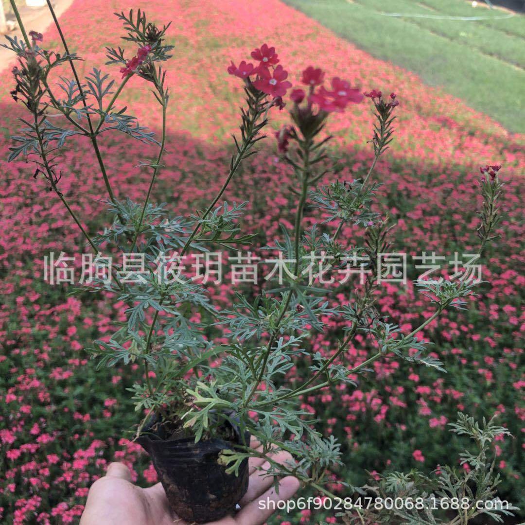 美女樱 细叶美女樱 宿根花卉  批发宿根花卉 美女樱宿根