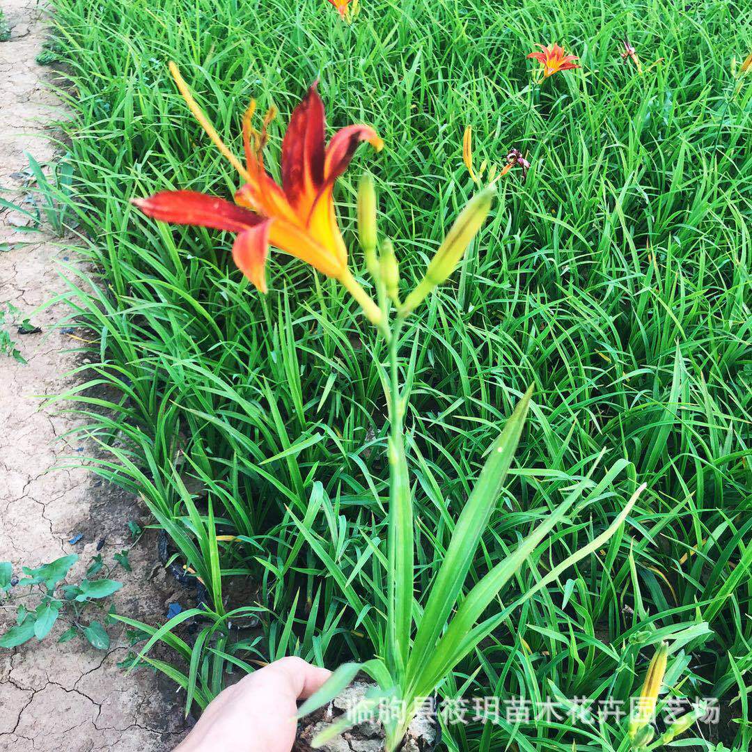 多年生宿根花卉 红运萱草盆栽花境丛生植物道路绿化 红运萱草