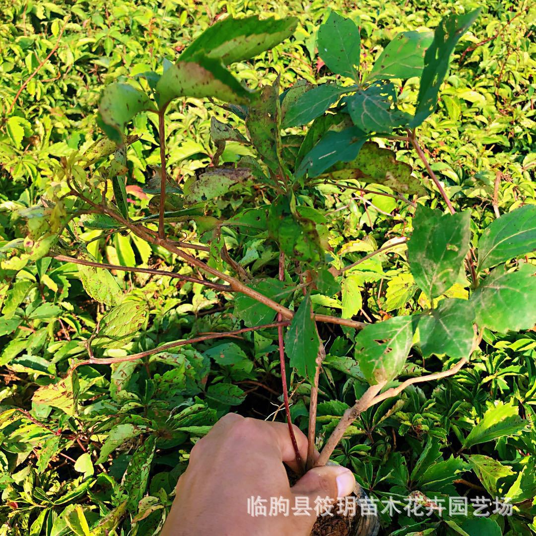 五叶地锦苗 三叶地锦 花卉爬山虎盆栽苗 爬山虎藤攀援植物