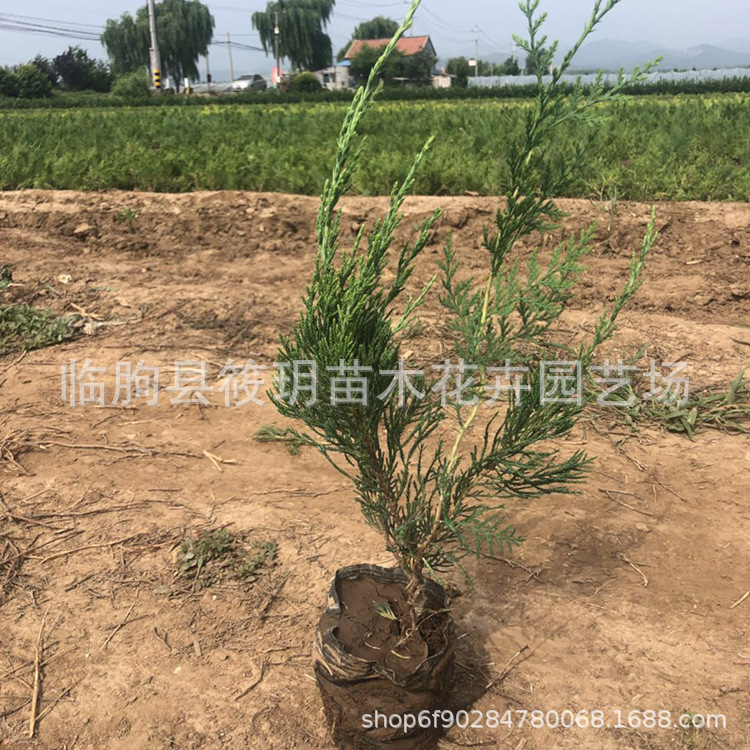 基地直销龙柏球 龙柏苗 园林绿化苗木 小龙柏批发 绿化苗木